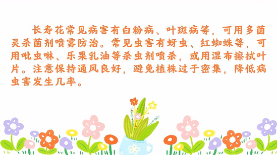 长寿花病虫害防治<em>小</em><em>技巧</em>
