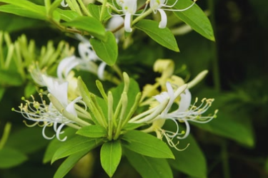 <em>百草</em>学堂：金银花
