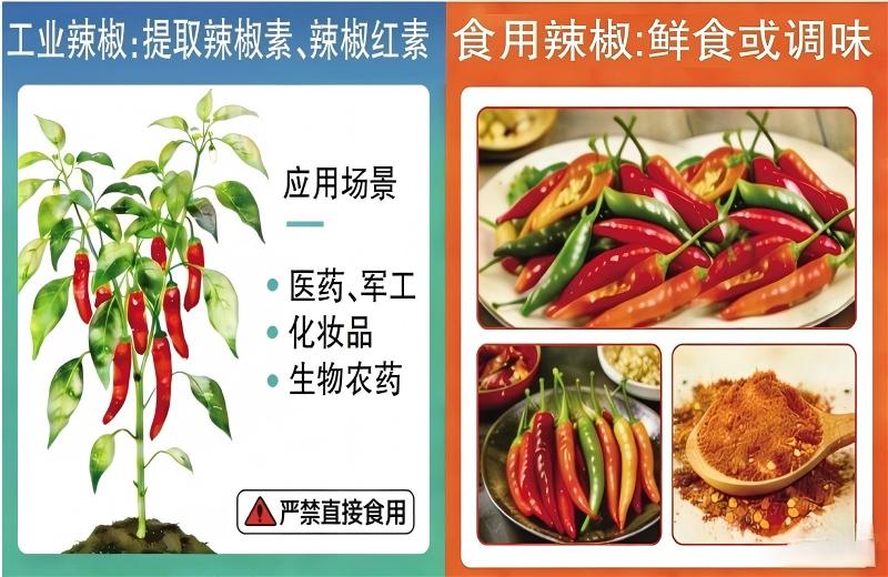 工业辣椒：能做口红、催泪瓦斯，就是不能吃